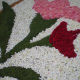 DSCN1654 (Medium)